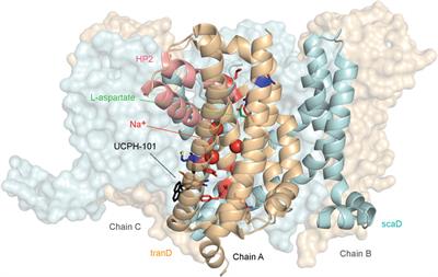 Molecular insights into disease-associated glutamate transporter (EAAT1 / SLC1A3) variants using in silico and in vitro approaches